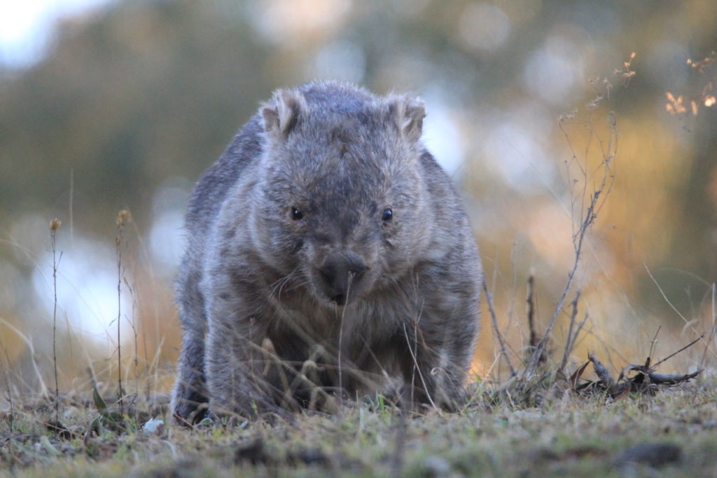 blue mountains wildlife tours