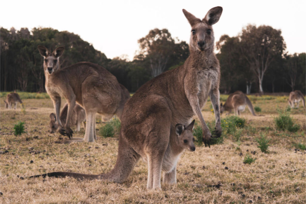 blue mountains wildlife tours